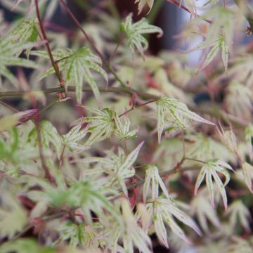 Acer palmatum Ukigumo - Acero giapponese