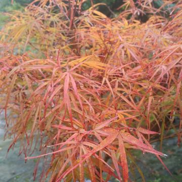 Acer palmatum Villa taranto - Acero giapponese