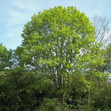 Acer platanoides - Acero riccio