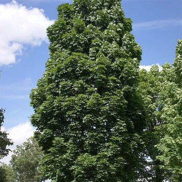 Acer platanoides Columnare - Acero riccio