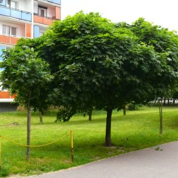 Acer platanoides Globosum - Acero riccio