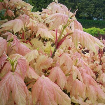 Acer pseudoplatanus Brilliantissimum