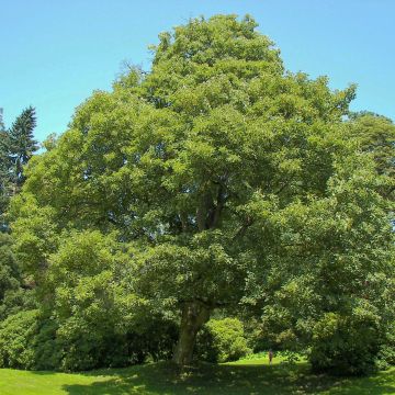 Acer pseudoplatanus - Acero di monte