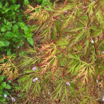 Acer pseudosieboldianum Ice Dragon