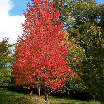 Acer rubrum Armstrong - Acero Rosso