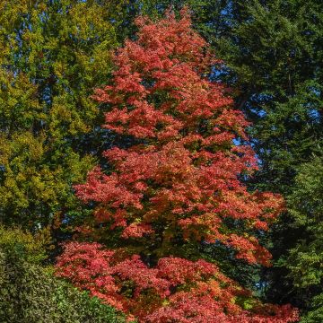 Acer rubrum Fairview Flame - Acero Rosso