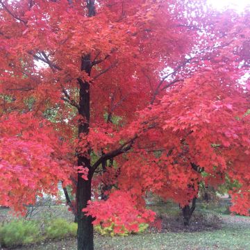 Acer rubrum Red Sunset - Acero Rosso