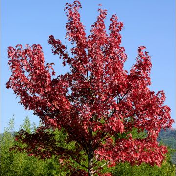 Acer rubrum Summer Red - Acero Rosso