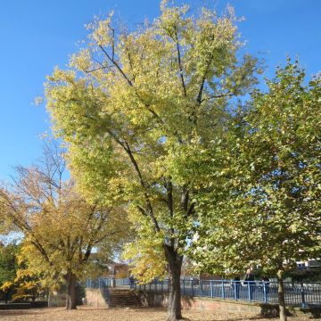 Acer saccharinum