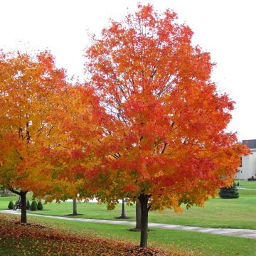 Acer saccharum