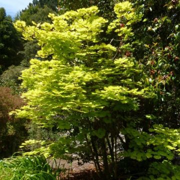 Acer shirasawanum Aureum - Acero giapponese