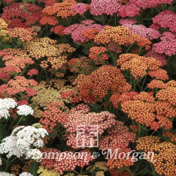 Achillea millefolium Summer Berries F2 Hybrid