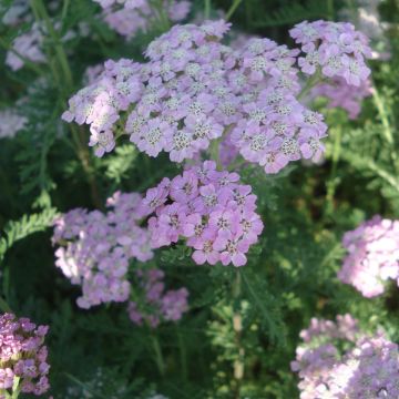 Achillea millefolium Wonderful Wampee