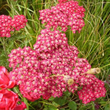 Achillea millefolium Petra