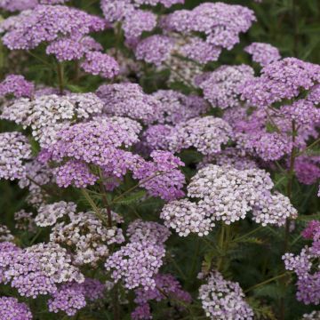 Achillea millefolium Excel