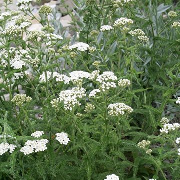 Achillea millefolium Mondpagode