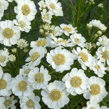 Achillea ptarmica Xana