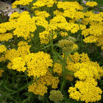 Achillea tomentosa - Millefoglio giallo