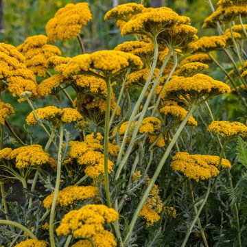 Achillea filipendulina Parker's Variety