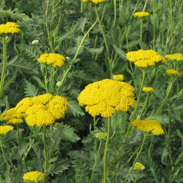 Achillea fillipendulina Cloth of Gold (semi)