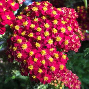 Achillea millefolium Desert Eve Red