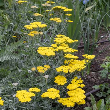 Achillea Moonshine