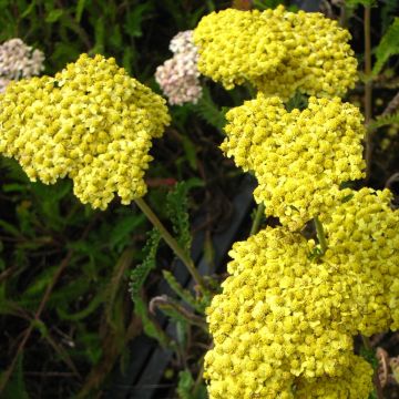 Achillea filipendulina Helios