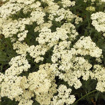 Achillea millefolium Alabaster