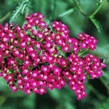 Achillea millefolium Red Beauty