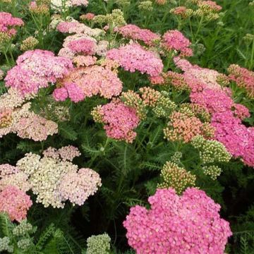 Achillea millefolium Wesersandstein