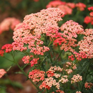 Achillea millefolium Tutti Frutti Apricot Delight