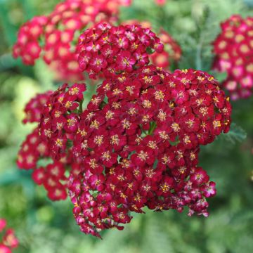 Achillea millefolium Laura