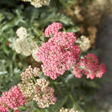 Achillea millefolium Salmon Beauty