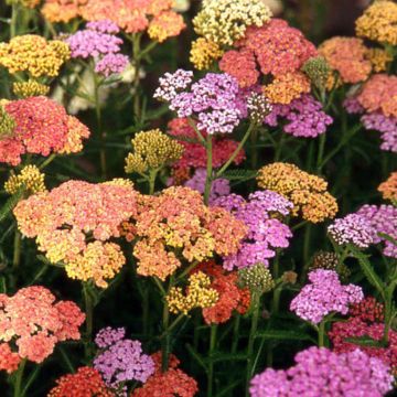 Achillea millefolium Summer Pastel