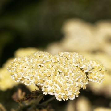 Achillea taygetea