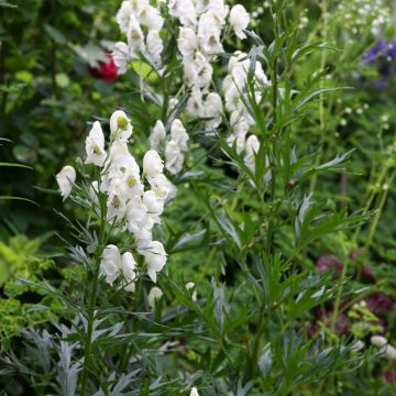 Aconitum napellus Schneewittchen - Aconito napello