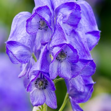 Aconitum carmichaelii Arendsii - Aconito