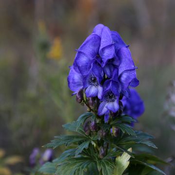 Aconitum fischeri - Aconito