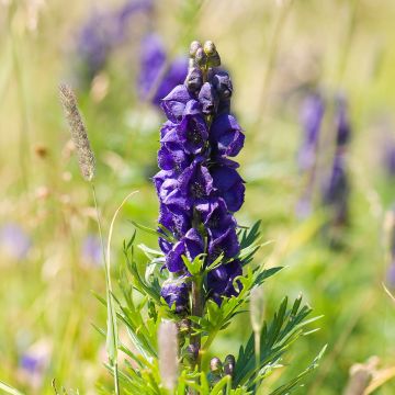 Aconitum napellus - Aconito napello