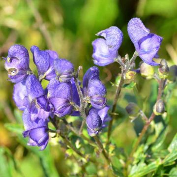 Aconitum napellus subsp. vulgare - Aconito napello