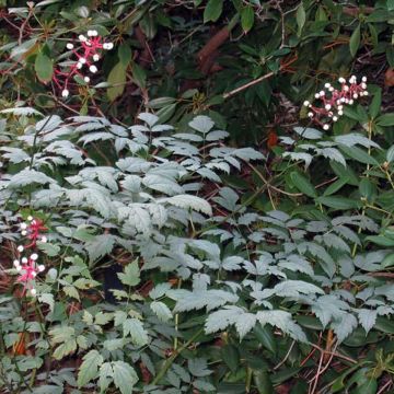 Actaea pachypoda Misty Blue - Occhi di bambola