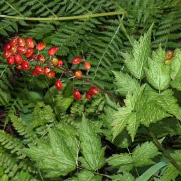 Actaea rubra