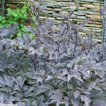 Cimicifuga simplex James Compton - Actaea