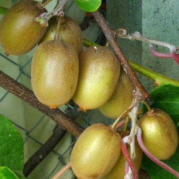 Kiwi Actinidia deliciosa Hayward (femmina)