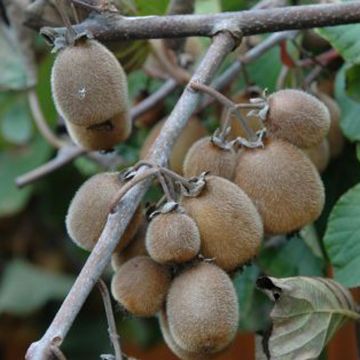 Kiwi Actinidia chinensis Solissimo