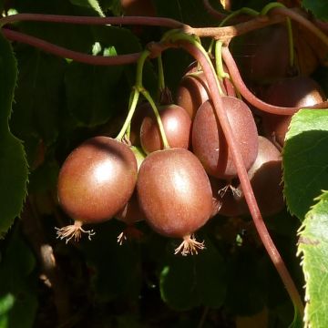 Mini kiwi Actinidia arguta Purpurea (Feminna)