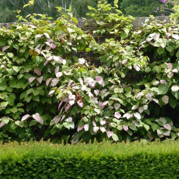 Actinidia kolomikta Eve - Kiwi tricolore