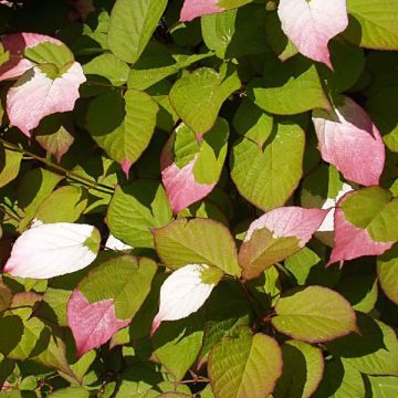 Actinidia kolomikta - Kiwi tricolore