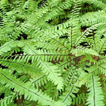 Adiantum aleuticum Imbricatum - Felce capelvenere