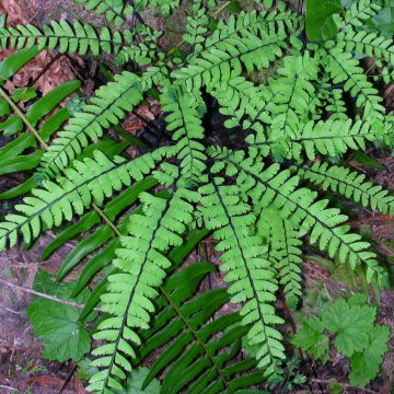 Adiantum pedatum - Felce capelvenere